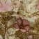 1366 Крэш Mariella Burani хлопок натуральный цветы на молочном фоне